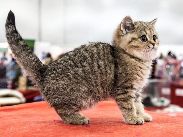 Породы кошек в Динской | ЗооТом портал о животных