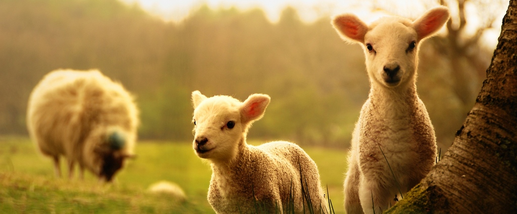 Объявления о сельскохозяйственных животных | ЗооТом - продажа, вязка и услуги для животных в Динской