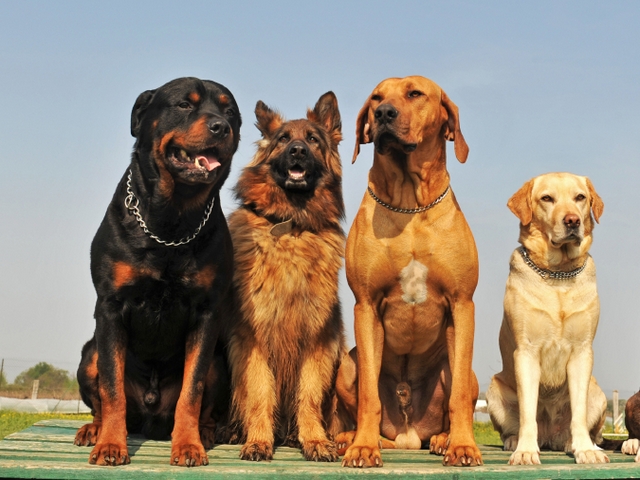 Крупные породы собак в Динской | ЗооТом портал о животных